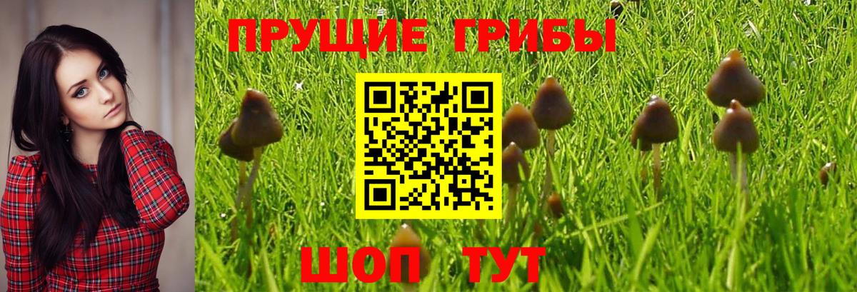 Галлюциногенные грибы Psilocybe Кулебаки